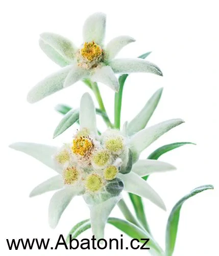 Swarovski Elements Edelweiss Snowflake krystal 14mm - Stříbrný náhrdelník (přívěsek + řetízek) visací zlatá vločka, protěž, kytička 34221.1 Golden Shadow (zlatá, světlá jantarová, zlatobéžová) 